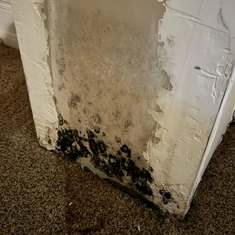 Professional Mold Removal in Dahlgren, VA